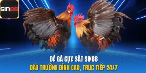 Đá Gà Cựa Sắt Sin88| Đấu Trường Đỉnh Cao, Trực Tiếp 24/7